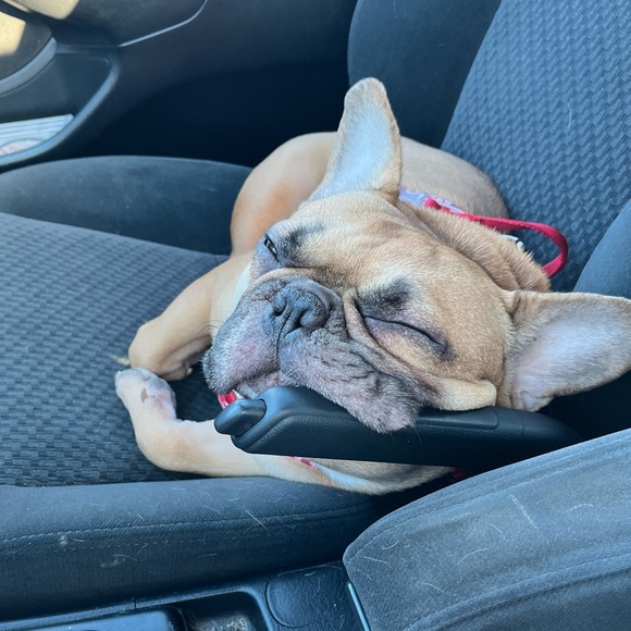 Meet your Posher, Rae - Picture 2 of 4